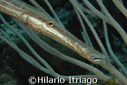 Trumpetfish, Cancun, Mexico by Hilario Itriago 